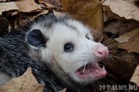 Создать мем: possum, опоссумовые, зубы опоссума