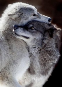 Создать мем: преданный волк, два волка любовь, дружба с волком