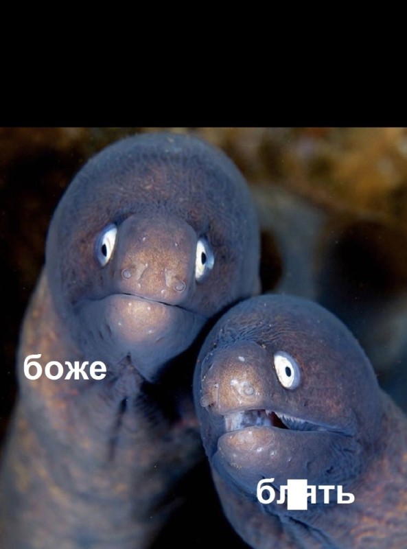 Create meme: Moray fish, Moray eel photojab, Moray 