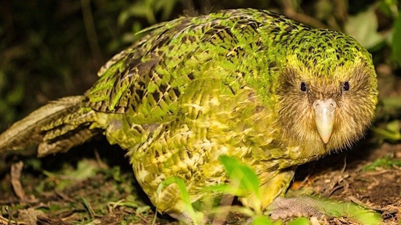 Create meme: parrot kakapo, kakapo bird, kakapo