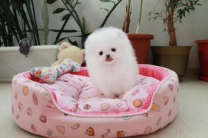 Создать мем: щенки померанского шпица, шпиц рыжий, pomeranian puppy