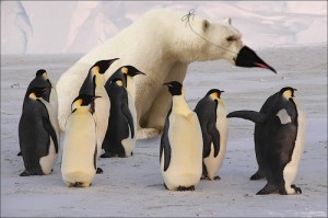 Создать мем: south pole, antarctica, polar bear