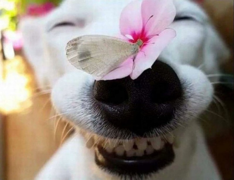 Создать мем: собака улыбка, собака с бабочкой на носу, собака улыбака с цветком
