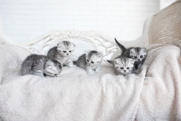 Create meme: cute kittens , Scottish fold , cat 