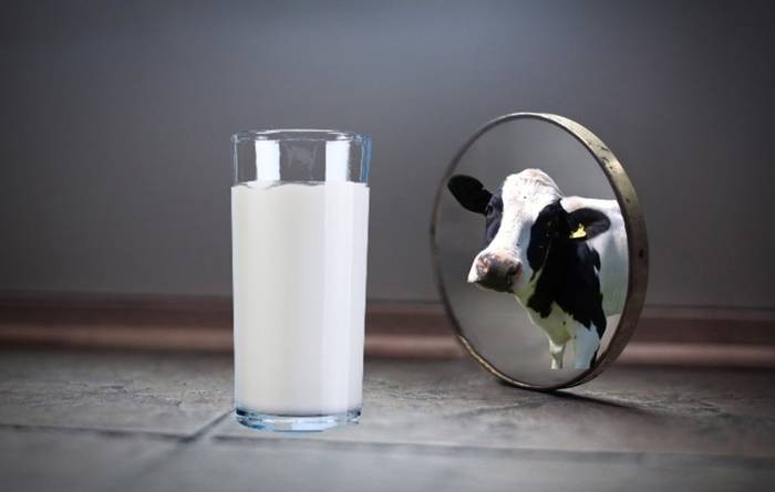 Create meme: dairy cow, dairy products, milk and dairy products