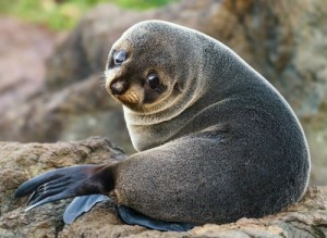 Создать мем: детеныш тюленя, fur seal, seal