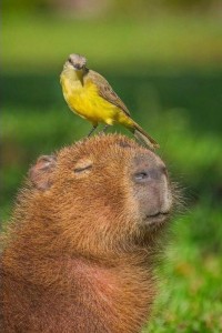 Create meme: symbiosis capybara, the capybara, bird photography capybaras