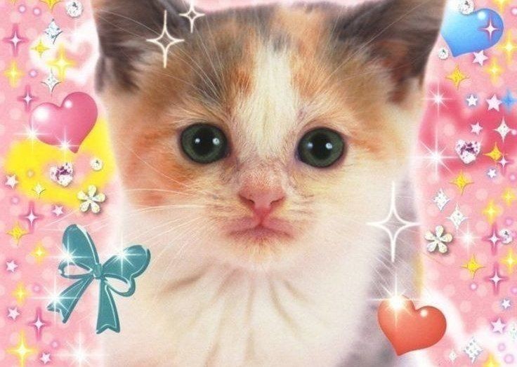 Create meme: cat , little kitty, cute kittens