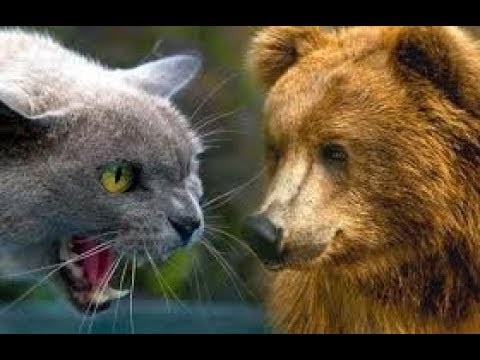Создать мем: медведь и кошка, медведь охота, медведь бурый