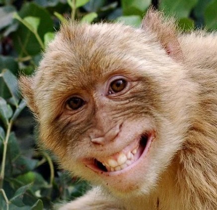 Create meme: smiling animals , smile monkey, laughing animals