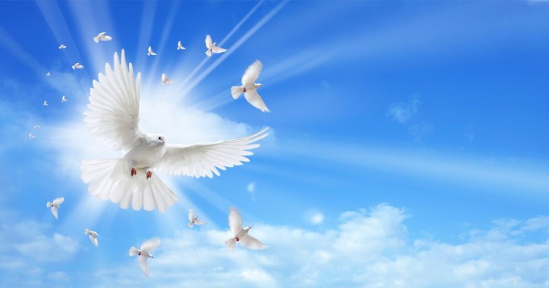 Создать мем: мирное небо, голубь в небесах, белые голуби в небе