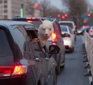 Создать мем: веселые животные, Автомобиль, лама из машины