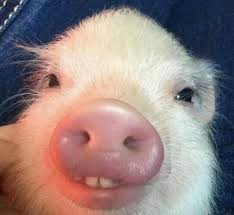 Create meme: pig smiling, pig, funny pigs