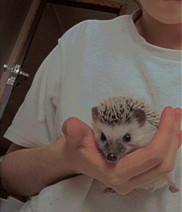 Create meme: pygmy hedgehog, pygmy hedgehog, African pygmy hedgehog