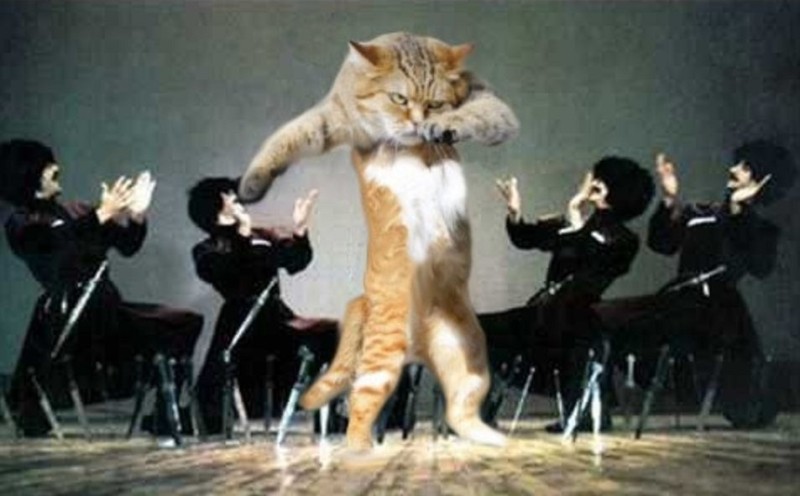 Create meme: cat dancing lezginka, fleas hearing lezginka trampled the cat, lezginka
