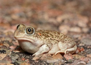 Создать мем: жаба, южноафриканский узкорот, лягушка жаба