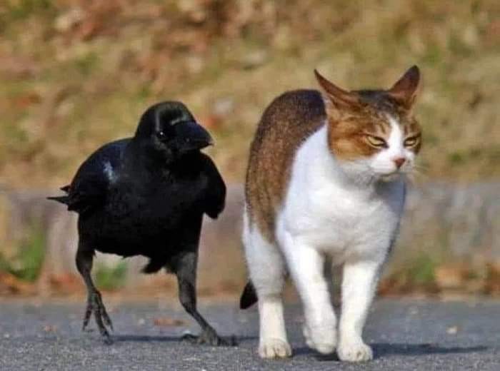 Создать мем: ворона нападает на кошку, кот и ворон, кот