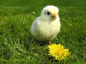 Создать мем: цыплята суточные, цыпленок в траве, красивые цыплята