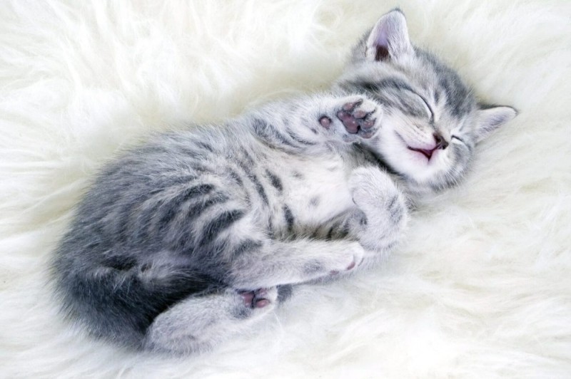 Создать мем: спящий котик, серый котенок, милый спящий котик