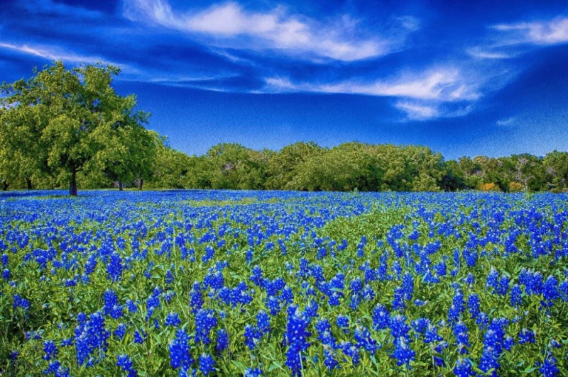 Create meme: cornflower field, a field of blue colors, blue meadow flowers