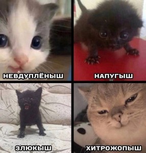 Создать мем: злой черный котенок, милый злой котенок, милый злой котик