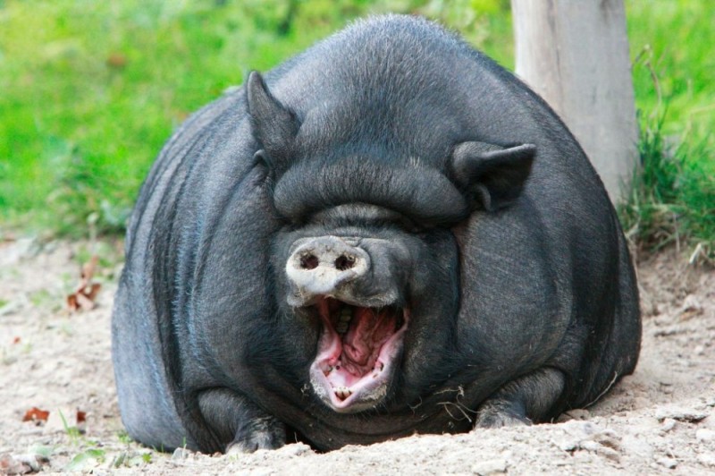 Create meme: the breed of pigs is Vietnamese lop - bellied, Vietnamese pot-bellied pig, fat pig
