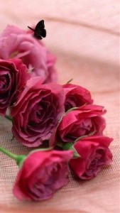 Create meme: Burgundy roses, pink roses, roses