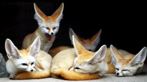 Create meme: Fennec Fox albino, the tiger and the Fox Fennec Fox, Fennec Fox in the hole