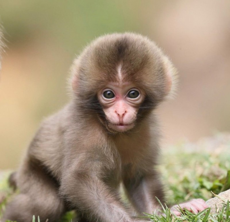 Create meme: cute monkey, monkey cub , monkeys 