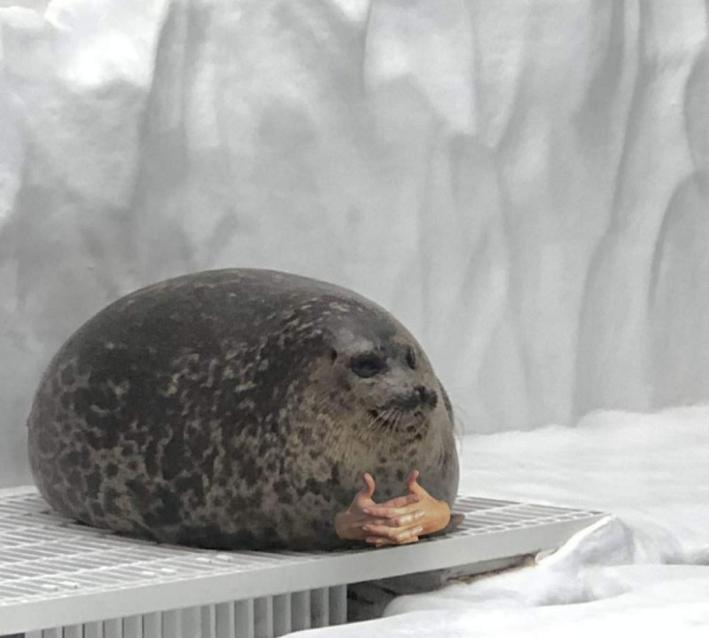 Создать мем: тюлень юки, штош тюлень, кольчатая нерпа