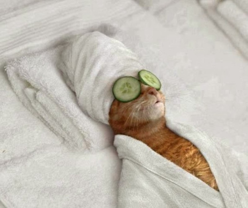 Create meme: cat with cucumbers in front of his eyes, cats with cucumbers in their eyes, cat with cucumbers in front of his eyes and in a towel