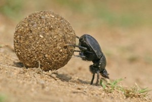 Create meme: beetle rolls the ball in front of him, scarab beetle pictures, dung beetles in the savanna
