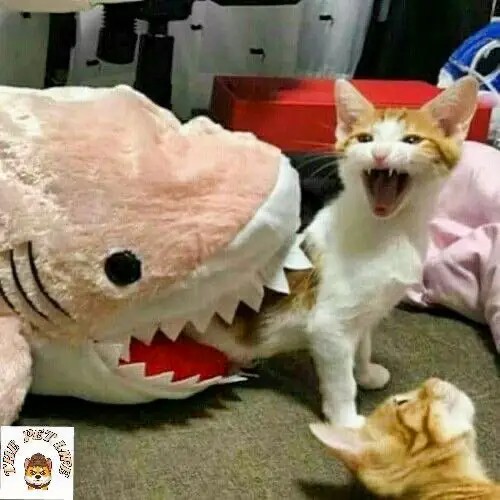 Create meme: cute cats funny, funny cats , cat funny 