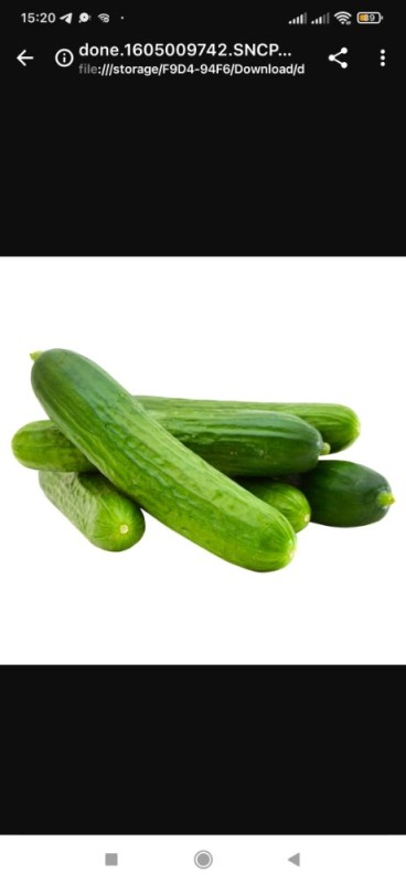 Create meme: common cucumber, cucumber is long, cucumbers srednepozdnie