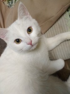 Создать мем: бася белая кошка, кот с разными глазами, као мани