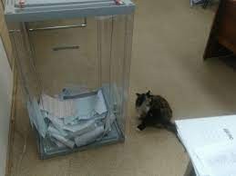 Создать мем: кошка голосует, домашние животные, кот на выборах