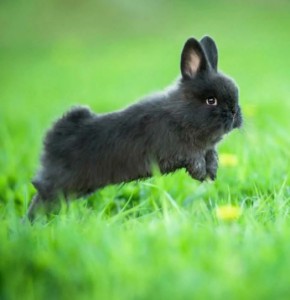 Create meme: dwarf rabbit