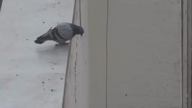 Создать мем: pigeon, почтовый голубь, голубь прыгает с крыши