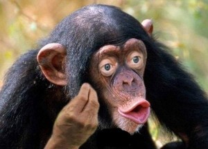 Create meme: chimpanzee, monkey with lips, chimp meme