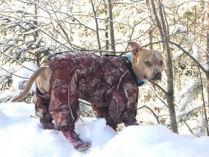 Создать мем: собака привязана к дереву, незаконная охота, охота на камчатского медведя 36666