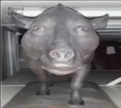 Create meme: schweine is a pig, pig in the cell, the pig is funny