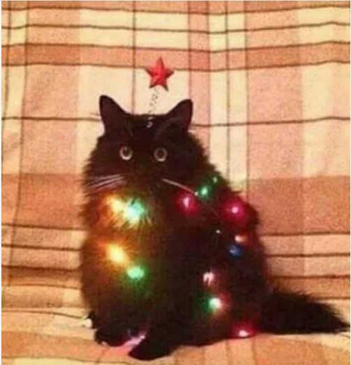 Создать мем: новогодний черный кот, кот новогодний, кот новый год