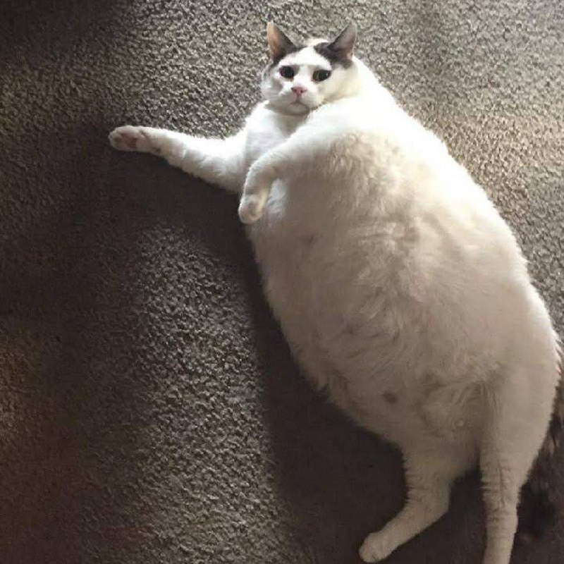 Создать мем: пухлые котики, толстый котик, очень толстые коты