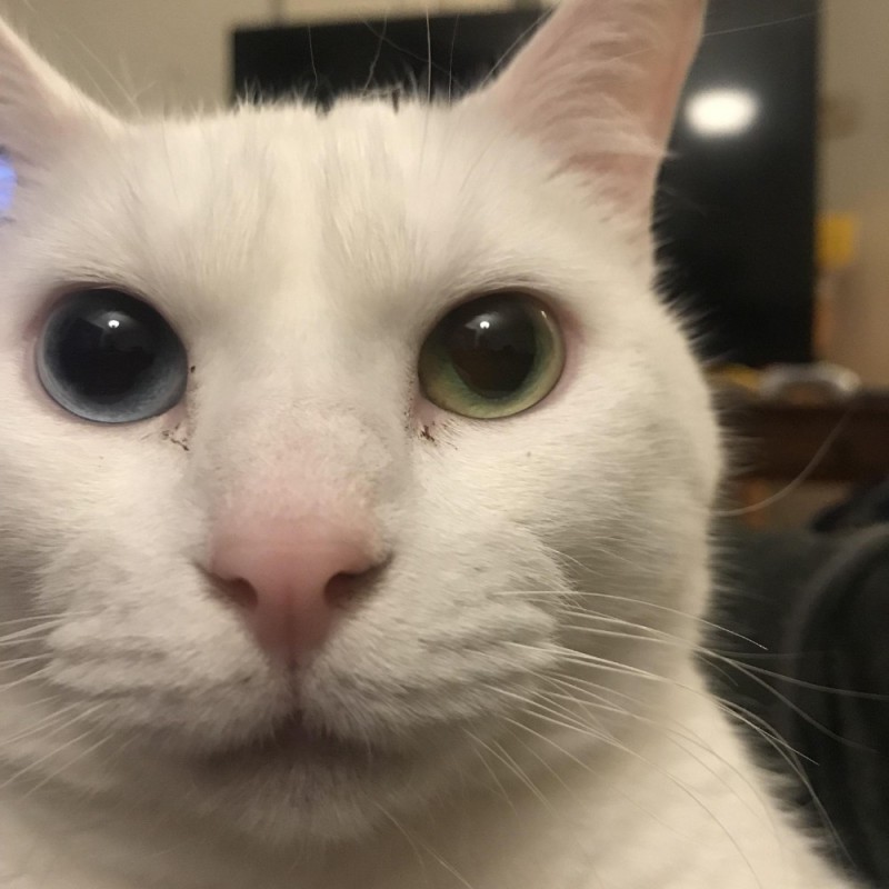 Создать мем: белый кот с разными глазами, коты, кот