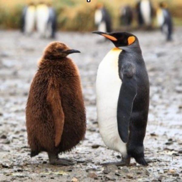 Создать мем: королевский пингвин, пингвин птица, пингвин