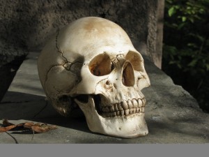 Create meme: the human skull, skull