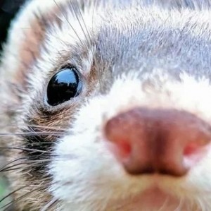 Create meme: the cute animals, pet ferret, Animal
