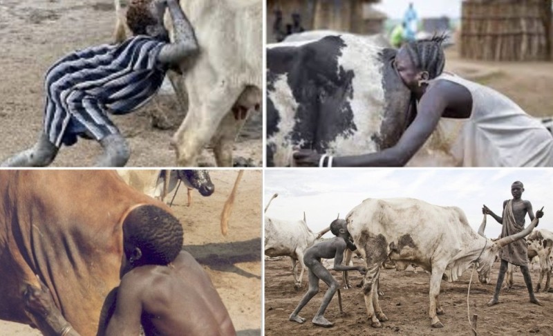 Создать мем: коровы в африке, африканские племена, племя мундари