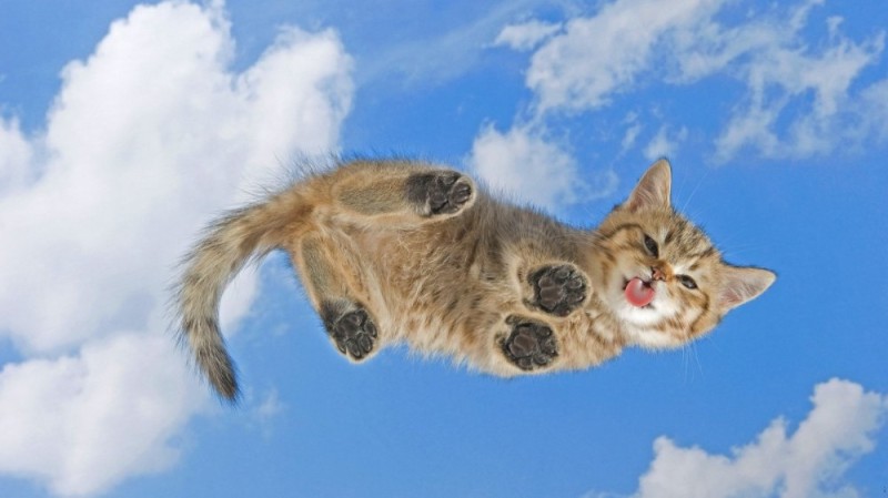 Create meme: A kitten against the sky, desktop screensaver cats, flying cat