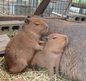Create meme: the baby capybaras, a pet capybara
